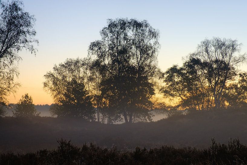 Morgensilhouette Tenhaagdoornheide von Johan Vanbockryck