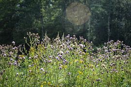 The Orb by Seven7 Creations