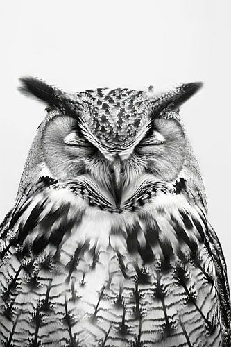Hibou fatigué en noir et blanc