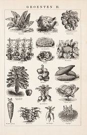 Vintage-Gravur Gemüse II von Studio Wunderkammer