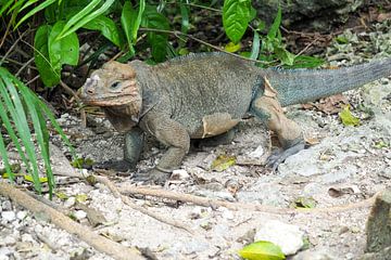 Kleurrijk tropisch wild - levende papegaaien, pauwen en apen in een weelderige jungle. van Miriam Schwarzfischer Fotografie