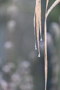 Macro foto van een blaadje met druppels van Daphne Dorrestijn