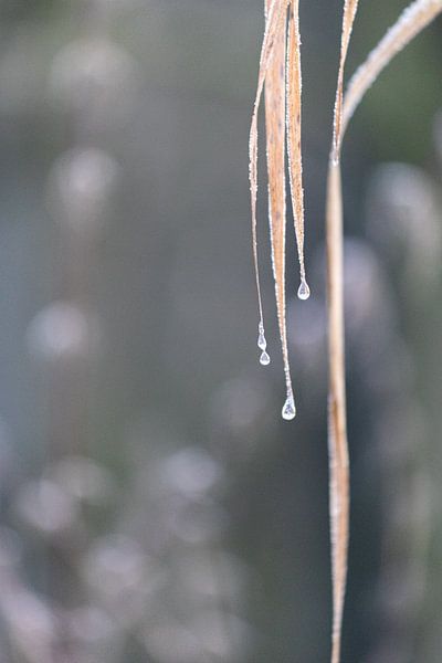 Photo macro d'une feuille avec des gouttes par Daphne Dorrestijn