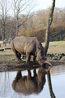 neushoorn drinkt water