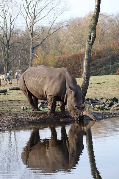 rhino drinks water by Joke te Grotenhuis
