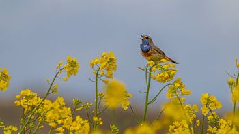 Le mâle de la Gorgebleue chante dans le colza