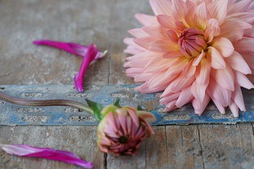 Roze Dahlia op steigerhout