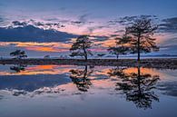 Blue hour in Dwingelderveld by Bea Budai thumbnail