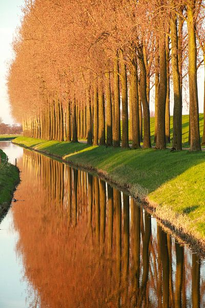 Reflets d'arbres le long du Toll par Dirk Jan Kralt