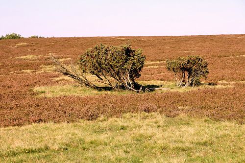 Lüneburg Heath