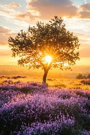 Sunset over lavender field by Imperial Art House