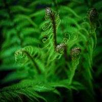The magic of ferns