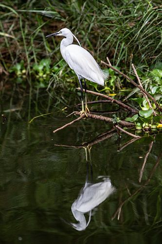 witte reiger in De Nijl in Uganda
