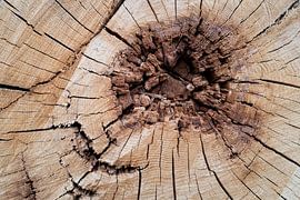 Zeitreise von Berthold Ambros