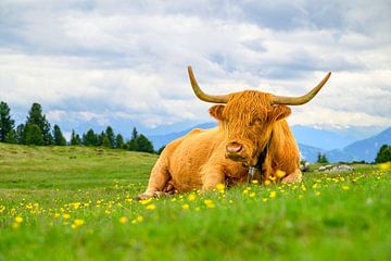 Schotse hooglander rust op een alpenweide in de Dolomieten van Sjoerd van der Wal Fotografie