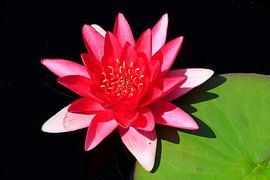 Malerische schöne Seerose von Thomas Jäger