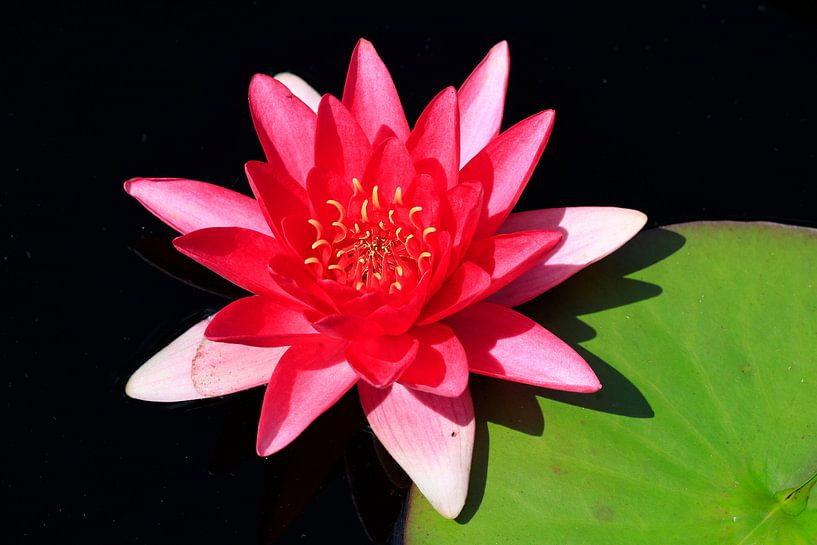 Malerische schöne Seerose von Thomas Jäger