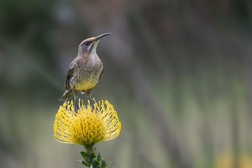 Cape Sugarbird by Lex van Doorn