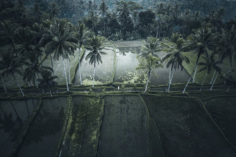Promenade matinale au cœur de Bali à travers les rizières par Dylan Shu Photography