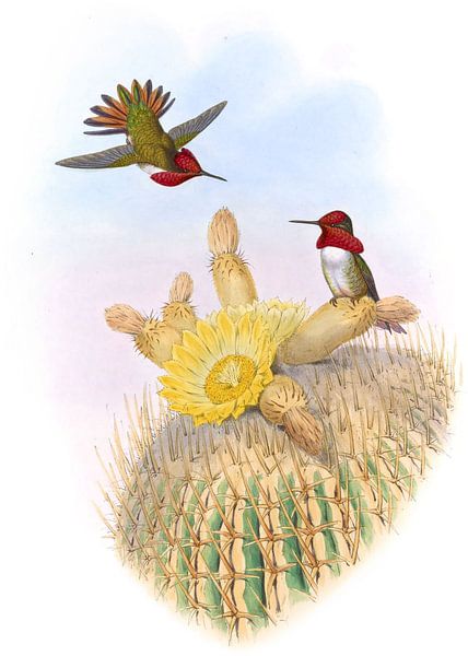 Floresi’s Flamebearer, John Gould by Hummingbirds