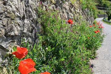 Pivoine rouge le long d'un mur de pierre et d'une route de montagne sinueuse sur Studio LE-gals