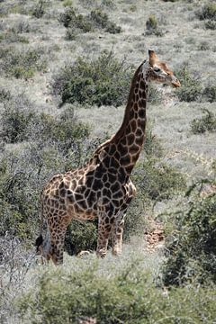 Statige giraf van Marianne van den Bogaerdt