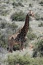 Stately giraffe by Marianne van den Bogaerdt thumbnail