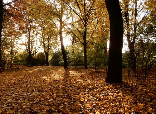 bos in de herfst