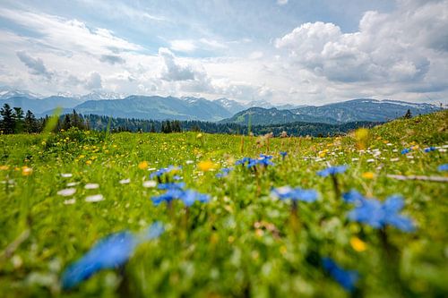 Uitzicht met paardenbloem op de Allgäuer Alpen en het Kleinwalsertal