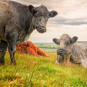 Bunte schottische Highlander in Schottland