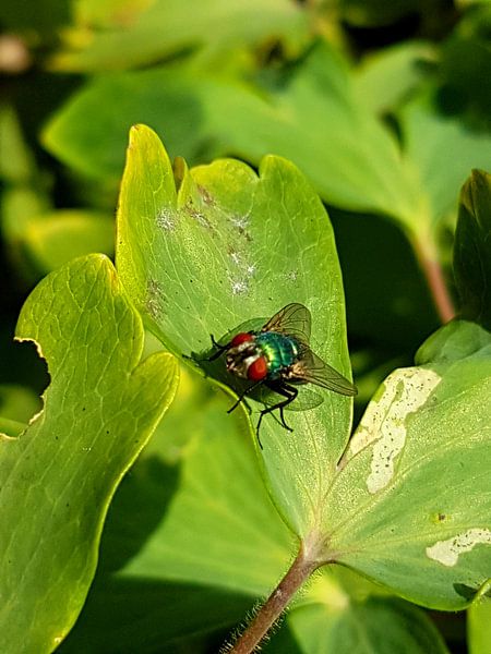 Vlieg by Joelle van Buren