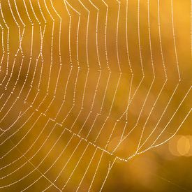 Spinnenweb met ochtenddauw en gouden achtergrond sur Renske Breur
