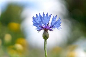 Bleuet en gros plan sur fond de bokeh