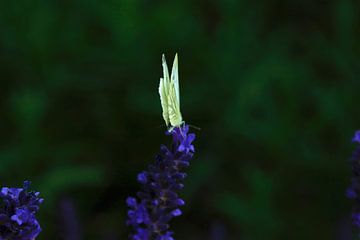 Lavendel en vlinder