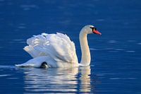 Weisser Schwan