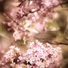Enchanting lilac flowers by Nicc Koch