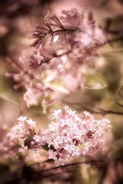 Enchanting lilac flowers