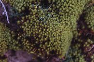 Green moss | Holland fine art photo print | Netherlands, Europe by Sanne Dost thumbnail