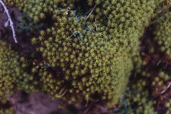 Groen mos | Holland fine art foto print | Nederland, Europa