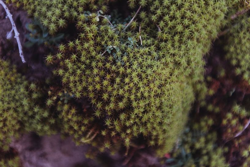 Green moss | Holland fine art photo print | Netherlands, Europe by Sanne Dost