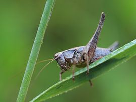 Krekel met dauwdruppels op kop
