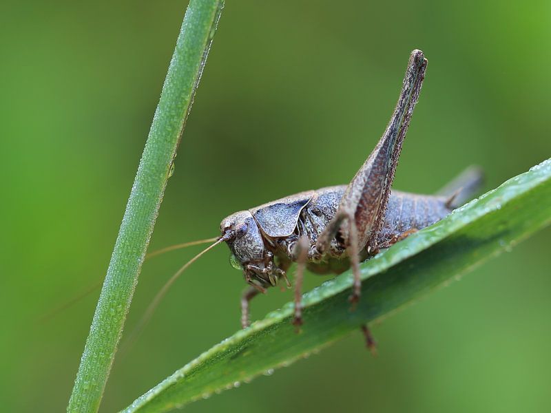 Krekel met dauwdruppels op kop by Carin van der Aa