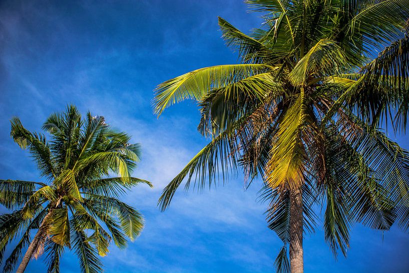Palmbomen in Vietnam von Godelieve Luijk