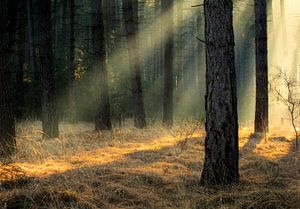Lichtstralen door de bomen op de Kalmthoutse Heide van Jos Pannekoek