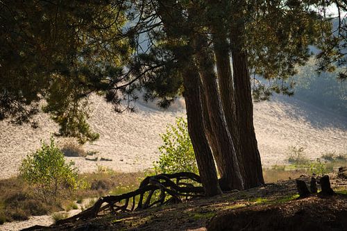 Groep bomen in de zandverstuiving