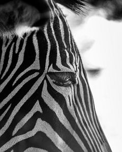 Zebra sur Pim Haring