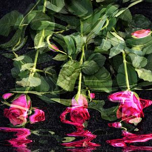 Rosen im Wasser