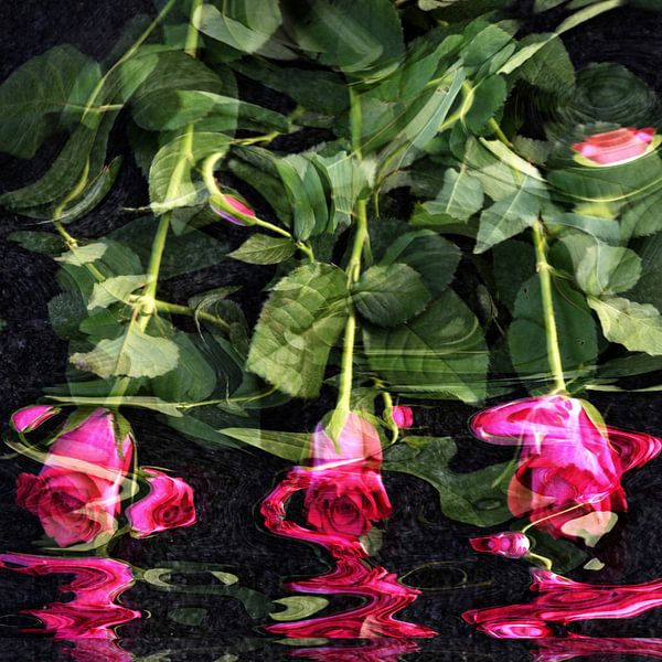 Red roses in water, by Christine Nöhmeier