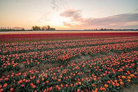 fields of thousands of tulips by Marcel Derweduwen