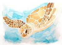 Zeeschildpad